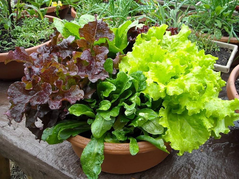 Mesclun Mix Salad Lettuce Fresh Vegetable - for planting in home garden